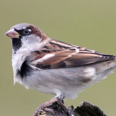 SPARROW  HOUSE  male      SCOTLAND.jpg