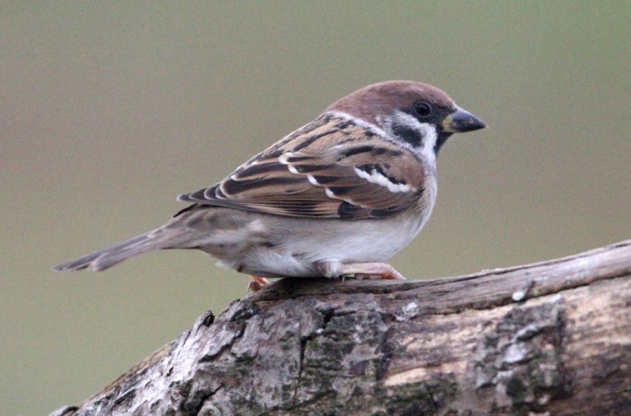 SPARROW.   TREE    SCOTLAND.jpg