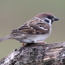 SPARROW.   TREE    SCOTLAND.jpg