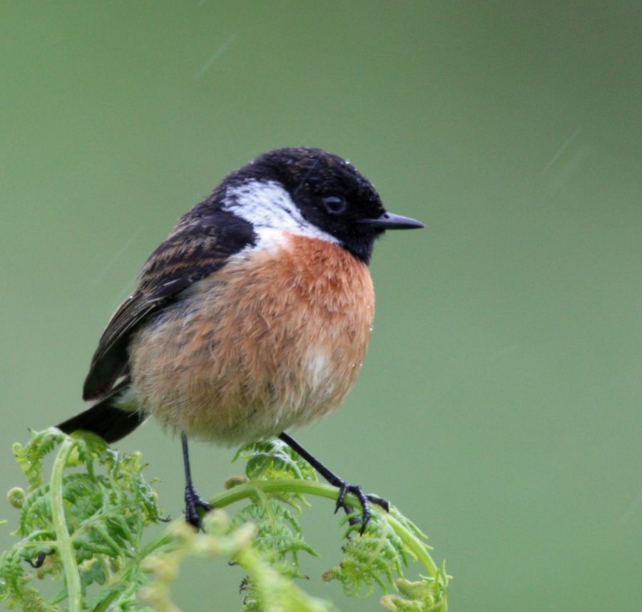 STONECHAT male     COQUET VALLEY.   N-LAND.JPG