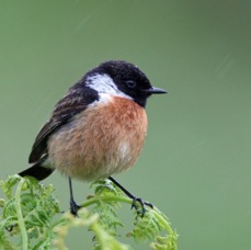STONECHAT male     COQUET VALLEY.   N-LAND.JPG