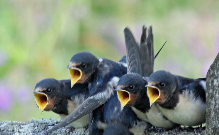 SWALLOWS young awaiting food  COQUET VALLEY. N-LAND.JPG