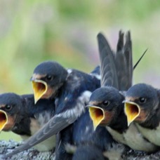 SWALLOWS young awaiting food  COQUET VALLEY. N-LAND.JPG