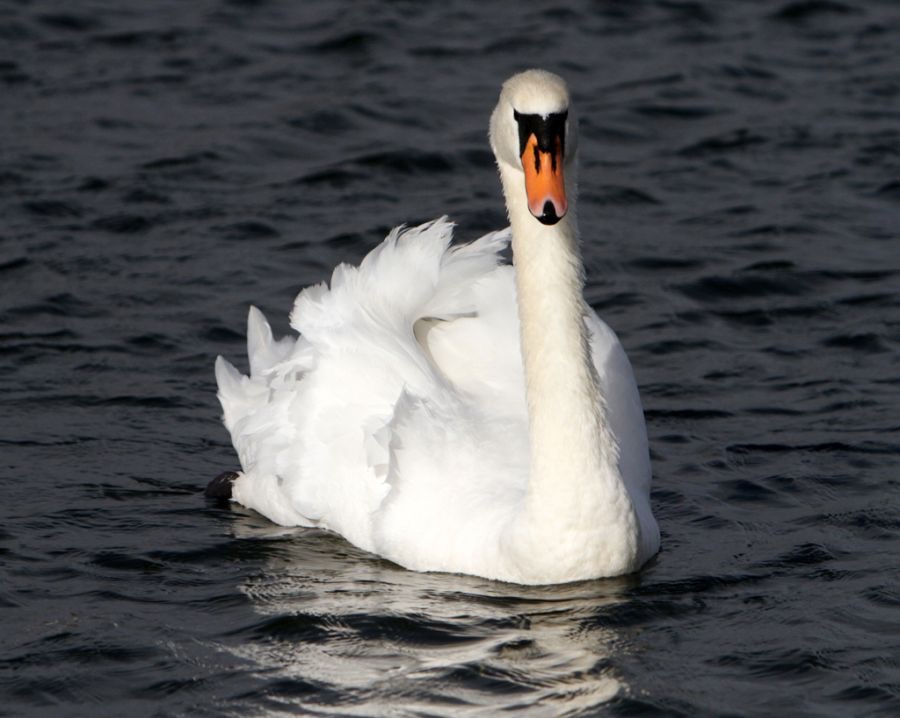 SWAN    MUTE  male        SCOTLAND.jpg