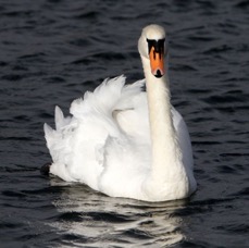 SWAN    MUTE  male        SCOTLAND.jpg
