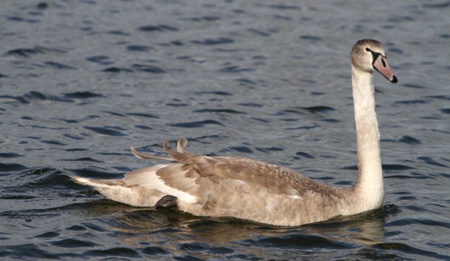 SWAN    MUTE juvenile    SCOTLAND.jpg