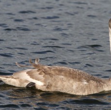 SWAN    MUTE juvenile    SCOTLAND.jpg