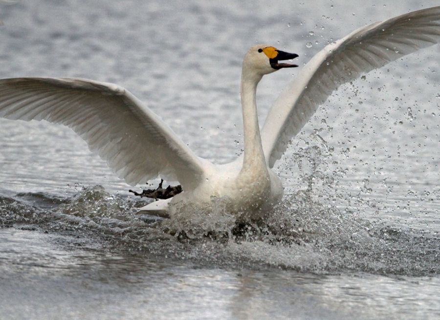 SWAN  BEWICKS    SLIMBRIDGE  landing.jpg