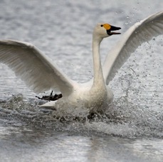 SWAN  BEWICKS    SLIMBRIDGE  landing.jpg