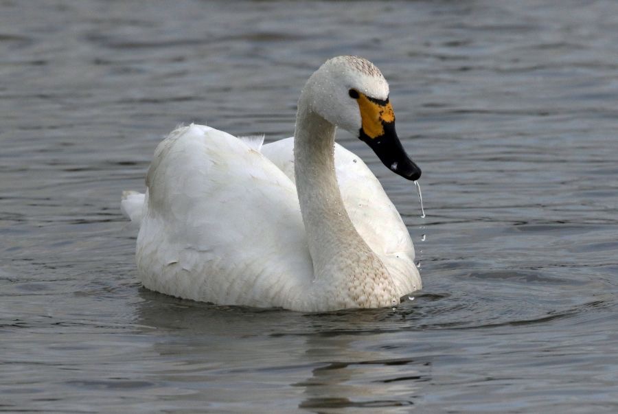 SWAN  BEWICKS   SLIMBRIDGE.jpg