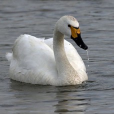 SWAN  BEWICKS   SLIMBRIDGE.jpg