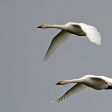 SWAN  BEWICKS  SLIMBRIDGE   flying.jpg