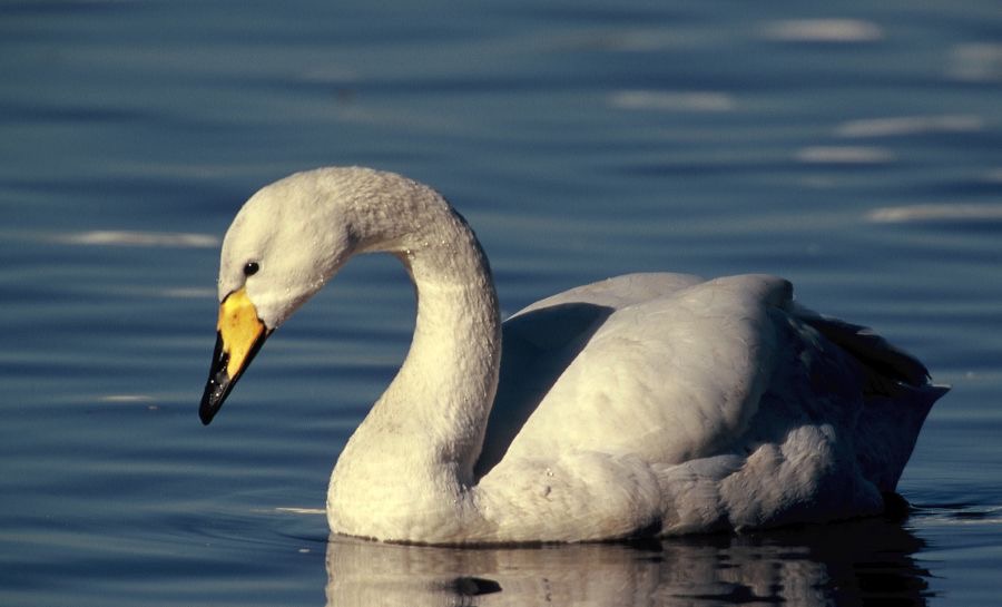 SWAN  WHOPPER          MARTIN MERE..JPG