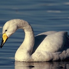 SWAN  WHOPPER          MARTIN MERE..JPG
