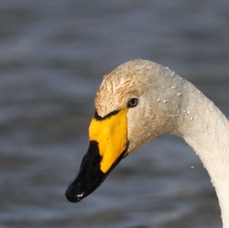 SWAN  WHOPPER     SCOTLAND.jpg