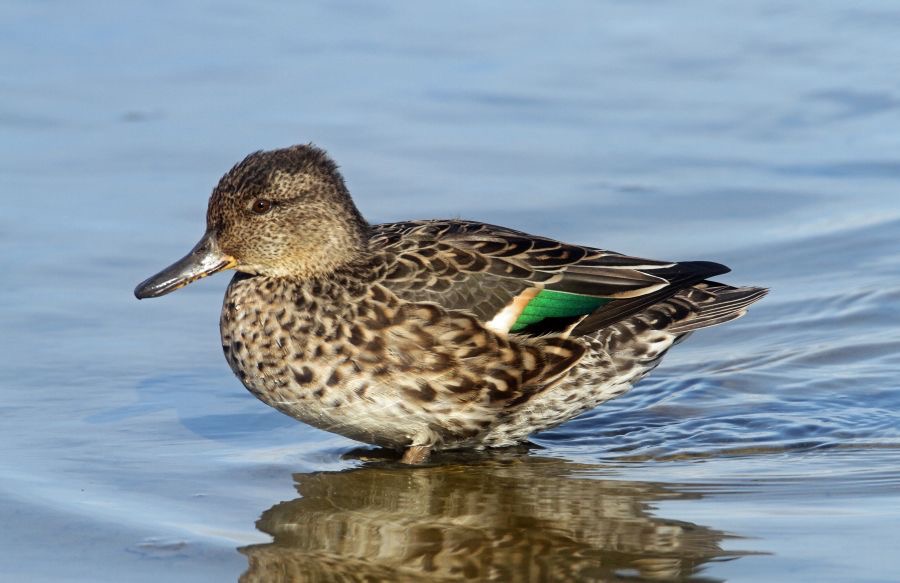 TEAL female  BROWNSEA..JPG