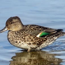 TEAL female  BROWNSEA..JPG