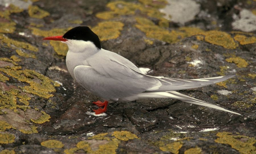 TERN    ARCTIC     FARNES..JPG