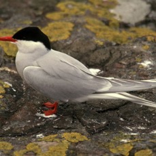 TERN    ARCTIC     FARNES..JPG