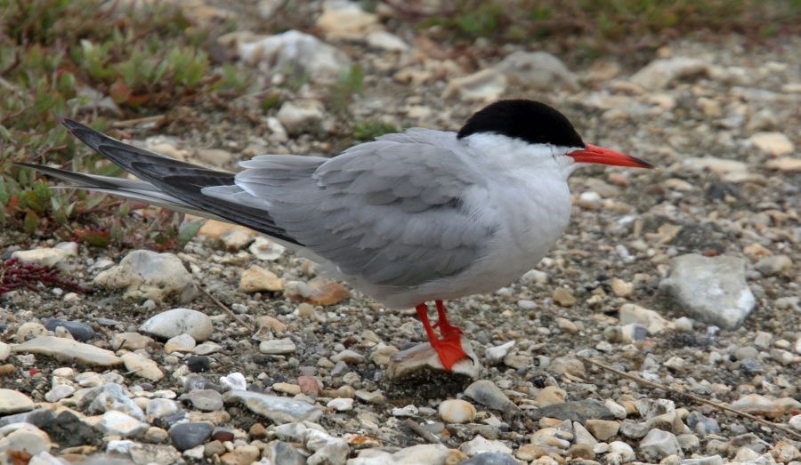 TERN  COMMON   BROWNSEA.JPG