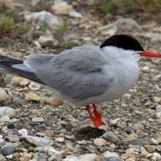 TERN  COMMON   BROWNSEA.JPG
