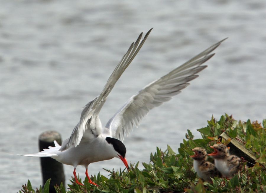 TERN COMMON  feeding young BROWNSEA.JPG