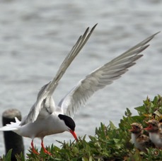 TERN COMMON  feeding young BROWNSEA.JPG
