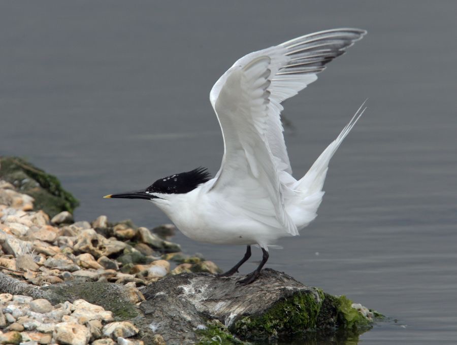 TERN.  SANDWICH BROWNSEA.JPG