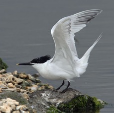 TERN.  SANDWICH BROWNSEA.JPG