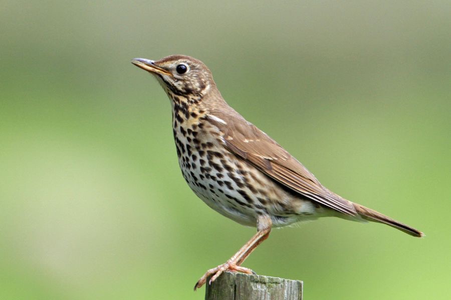 THRUSH    SONG BRANSDALE..jpg