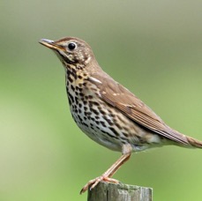 THRUSH    SONG BRANSDALE..jpg