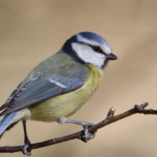 TIT  BLUE   BLASHFORD.JPG