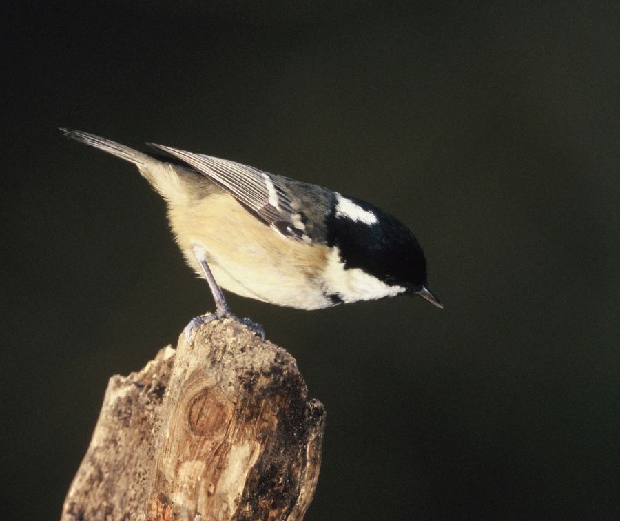 TIT  COAL    YORKSHIRE..JPG