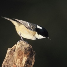 TIT  COAL    YORKSHIRE..JPG