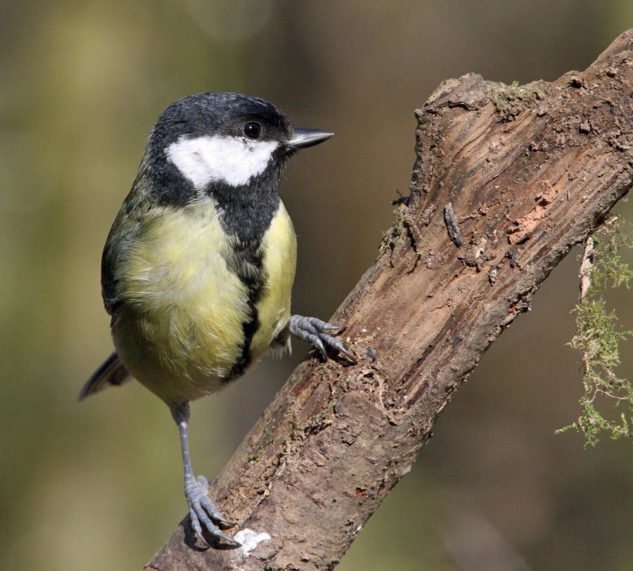 TIT.  GREAT    BLASHFORD.JPG