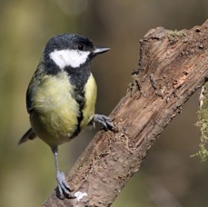 TIT.  GREAT    BLASHFORD.JPG