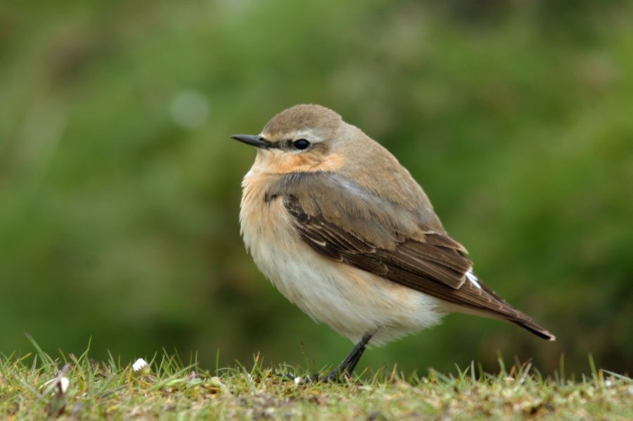 WHEATEAR  female  SWALEDALE.JPG