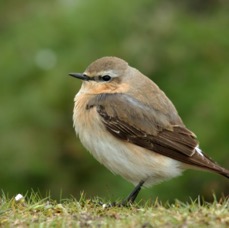 WHEATEAR  female  SWALEDALE.JPG