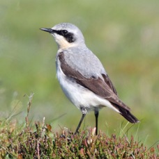 WHEATEAR  male  SWALEDALE.JPG