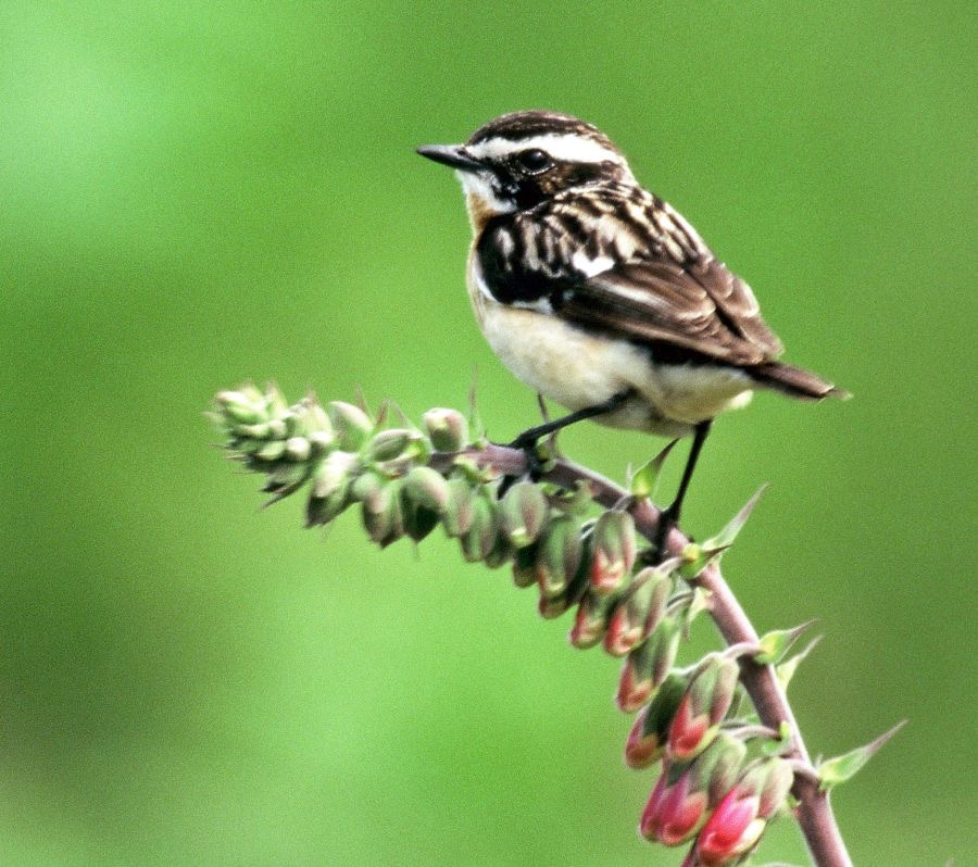 WHINCHAT  male N-LAND.JPG