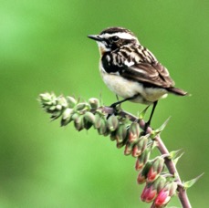 WHINCHAT  male N-LAND.JPG