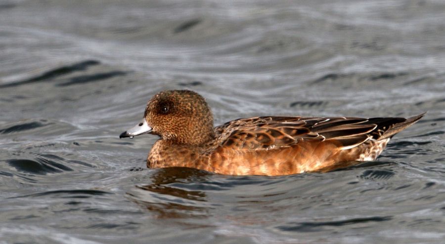 WIGEON        female.    SCOTLAND.jpg