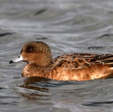 WIGEON        female.    SCOTLAND.jpg