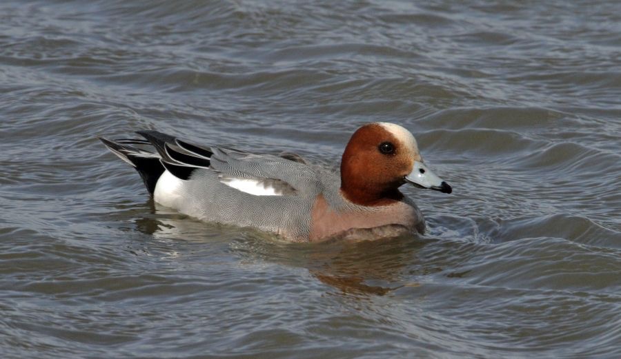 WIGEON male BLACKTOFT  YORKSHIRE.JPG