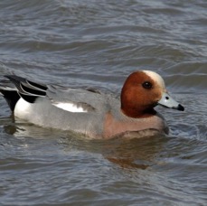 WIGEON male BLACKTOFT  YORKSHIRE.JPG
