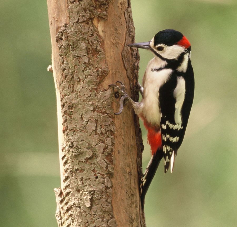WOODPECKER GREAT SPOTTED male   YORKSHIRE..jpg