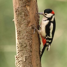 WOODPECKER GREAT SPOTTED male   YORKSHIRE..jpg