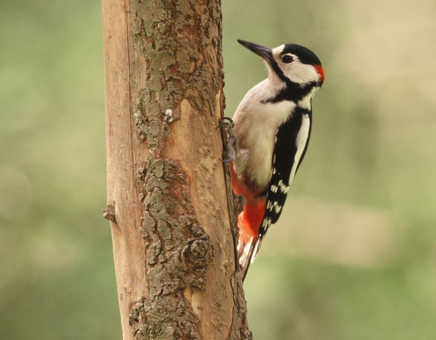 WOODPECKERGREAT SPOTTED  male YORKSHIRE...JPG