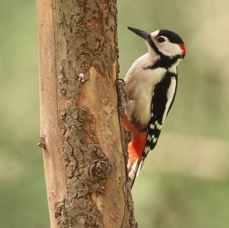 WOODPECKERGREAT SPOTTED  male YORKSHIRE...JPG