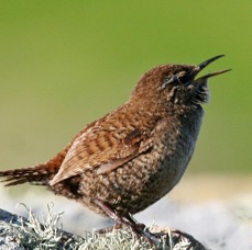 WREN.    SHETLANDS.jpg